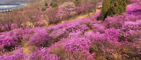 원미산 진달래꽃 축제 사진