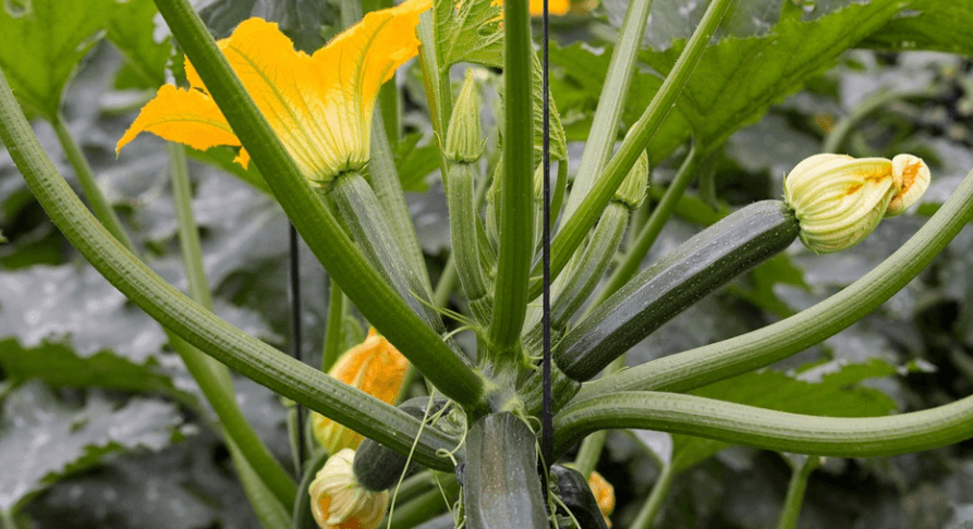 애호박 사진 - 4