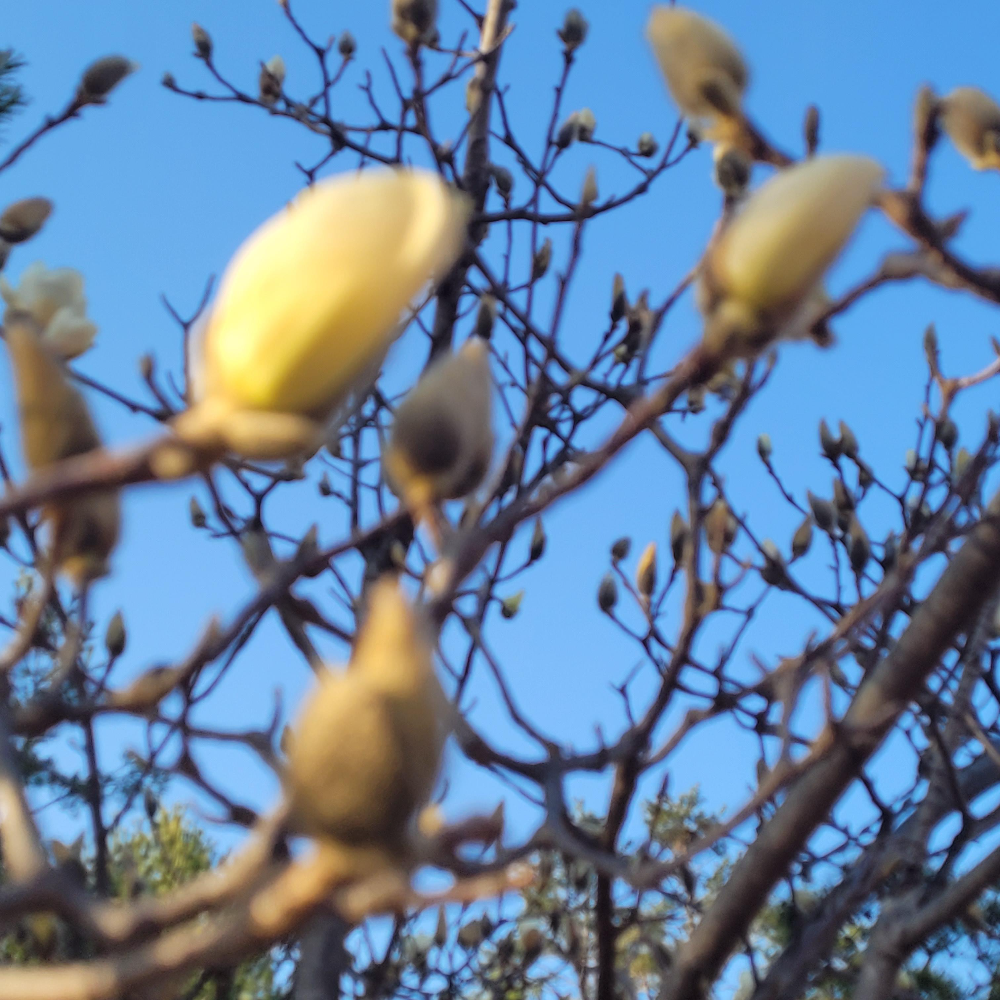 올해 백목련 하얀목련과 첫 만남 가진 날