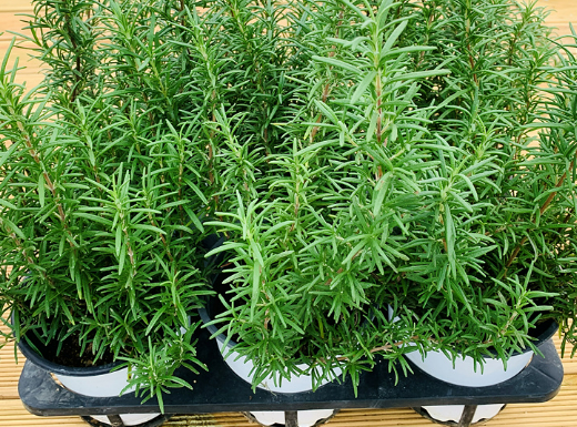 주방에서 키우기 좋은 허브 추천! 요리할 때 바로 따서 쓴다