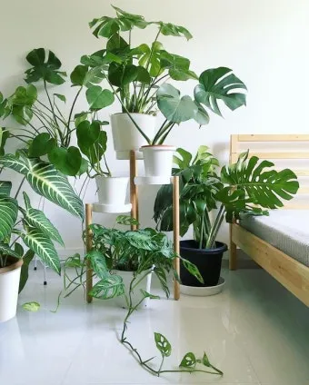 침실 식물 추천 공기정화기능 물주기 관리 향기 숙면 도움 되는 종류_31