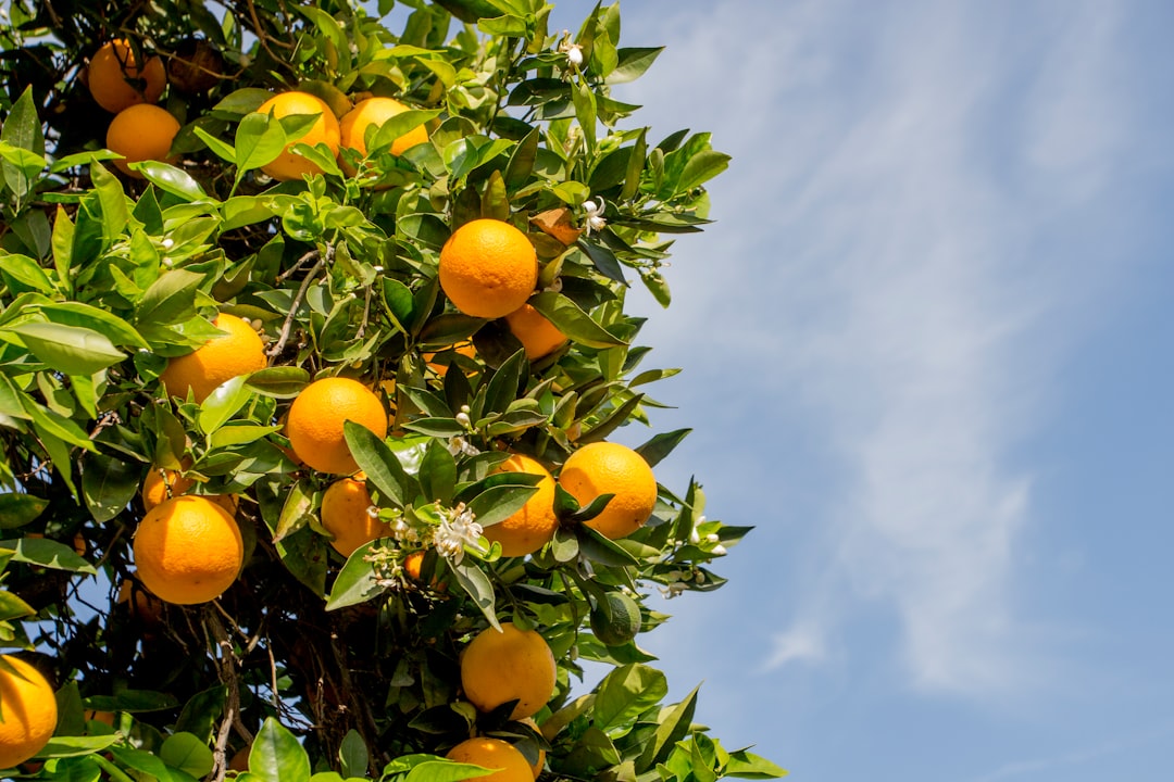 Citrus