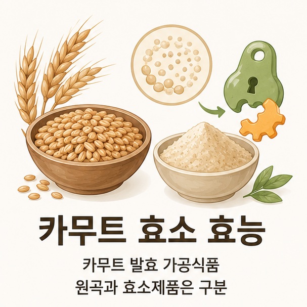 카무트 곡물과 발효 분말을 함께 표현해 카무트 효소는 카무트 원곡 자체가 아니라 발효와 가공을 거쳐 만든 효소식품이라는 점을 보여 주는 그림