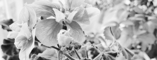 겨울: 햇빛 잘 드는 곳에 놓기