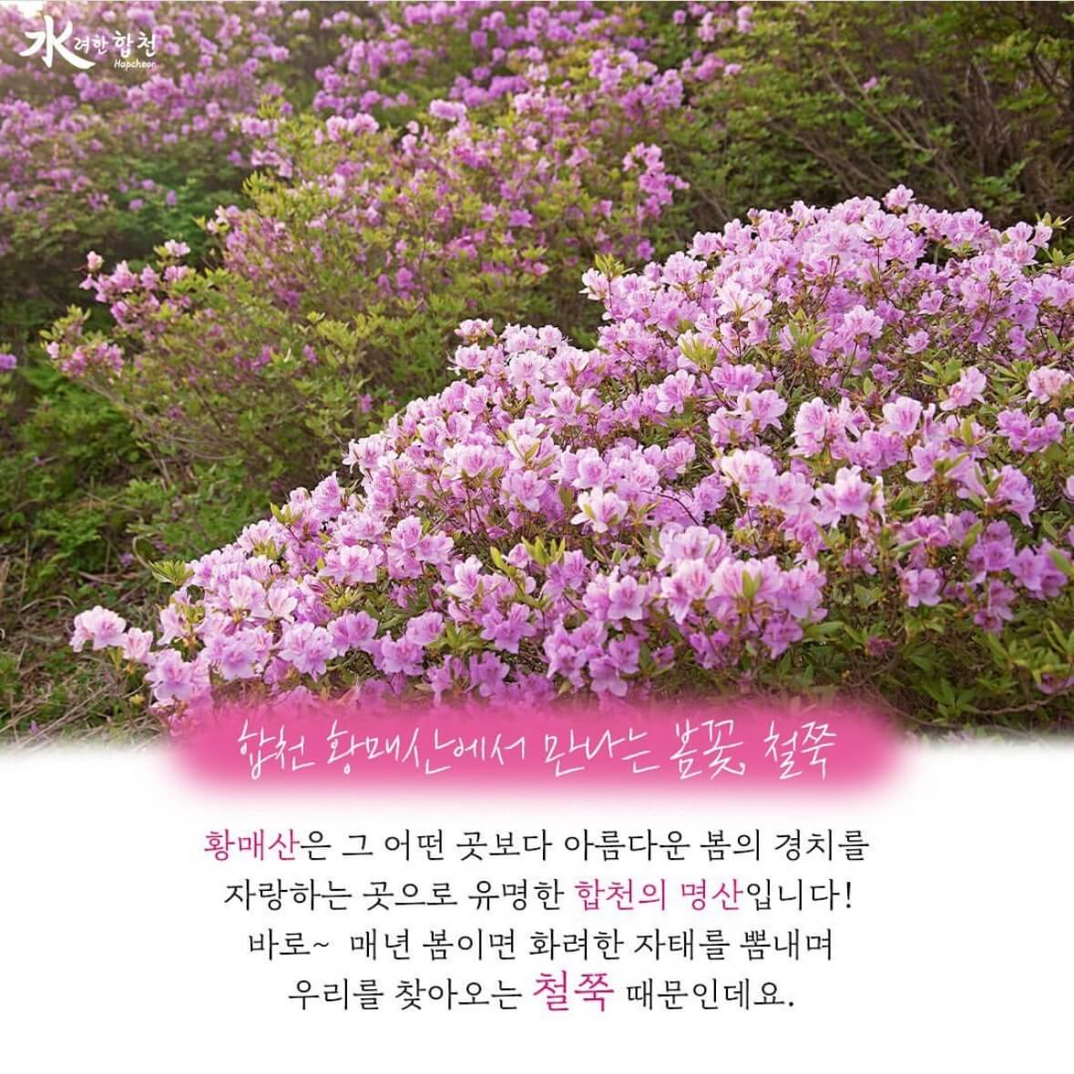 황매산 철쭉축제 기간