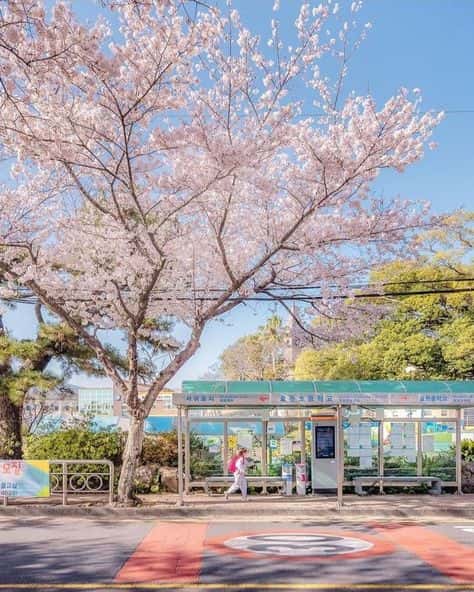 벚꽃 구경 준비! 2025년 벚꽃 개화시기와 국내 벚꽃 TOP 5