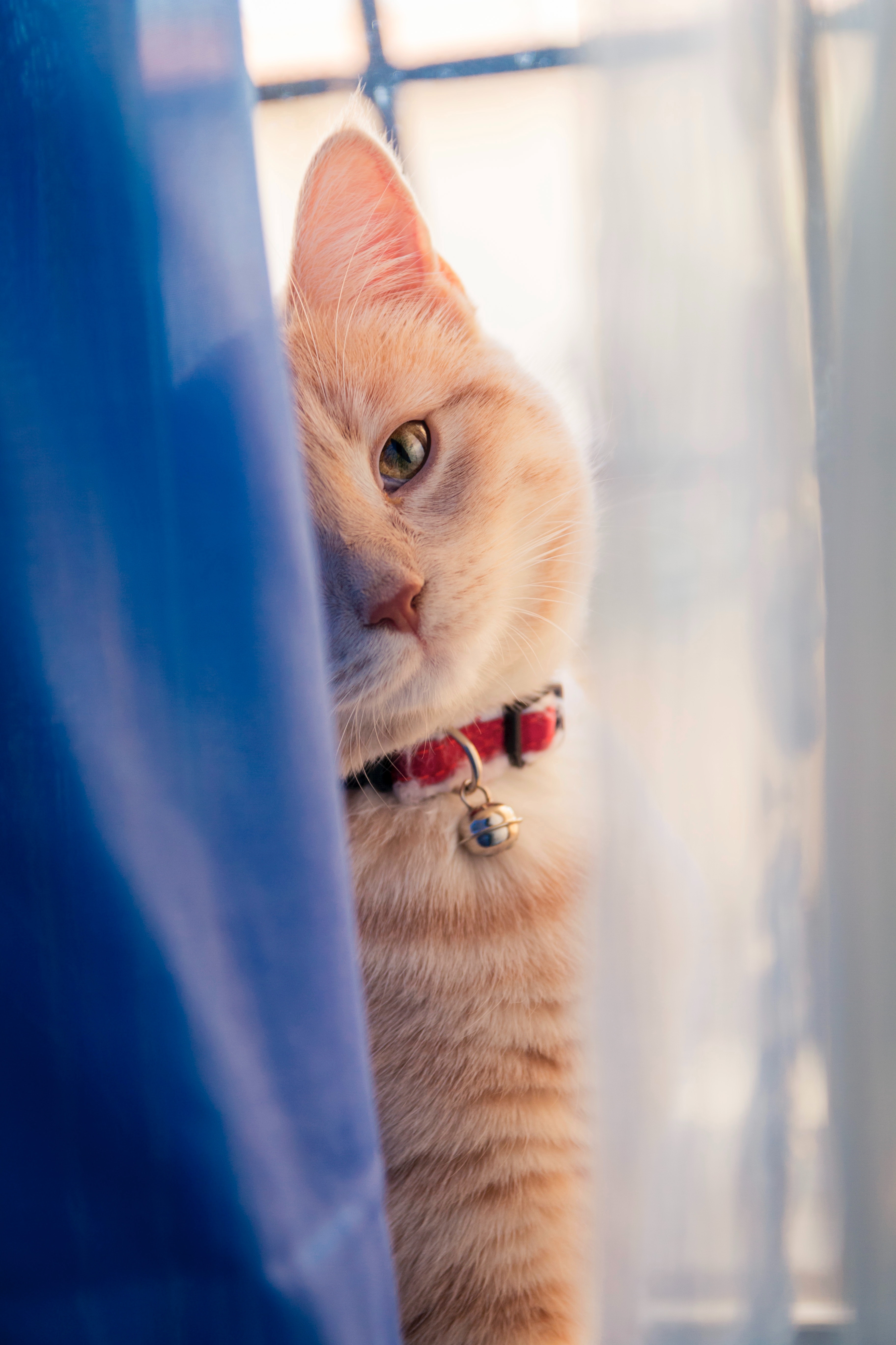 CAT PHOTO