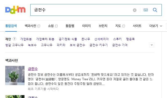 건강하게 자라는 금전수 화분