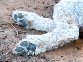 강아지 발바닥/출처:어도비스톡
