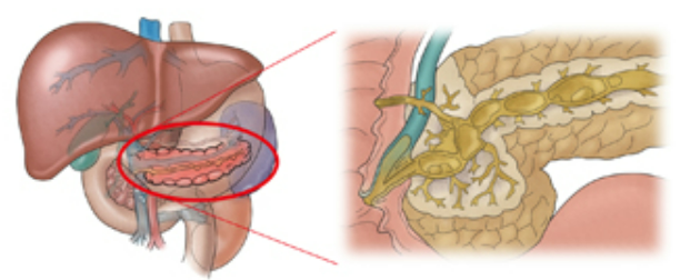 췌장의 기능과 위치