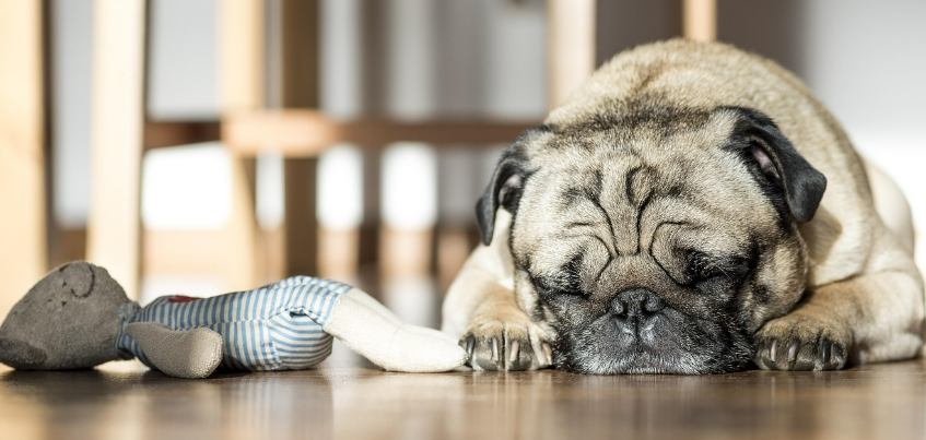 강아지가 실내에서 장난감 옆에서 자고 있는 이미지