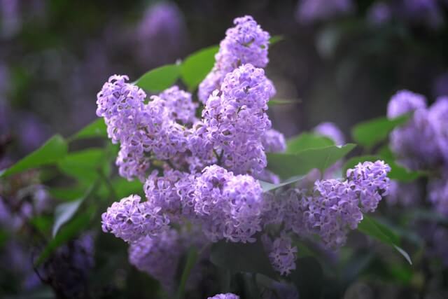 라일락꽃