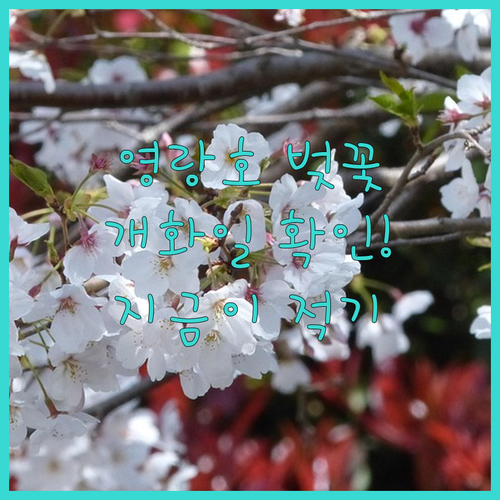 속초 영랑호 벚꽃 개화일과 방문 최적..