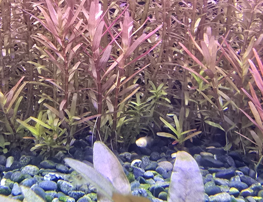 잠자는 물고기 사진