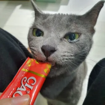 고양이가 눈물 흘리는 이유 눈물관리 가이드_16