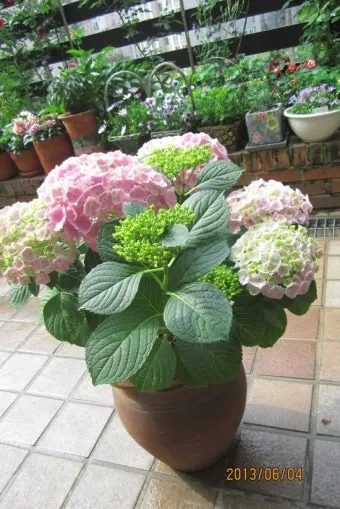 수국 키우는법 개화시기 삽목시기 가지치기 화분 물주기_8