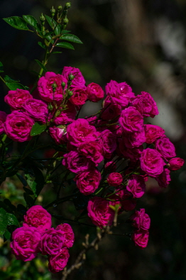 영취산 진달래 축제