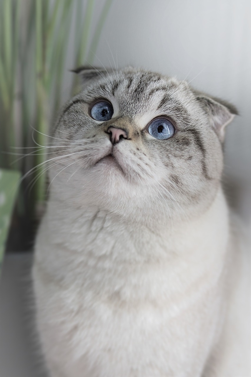 Scottish Fold3