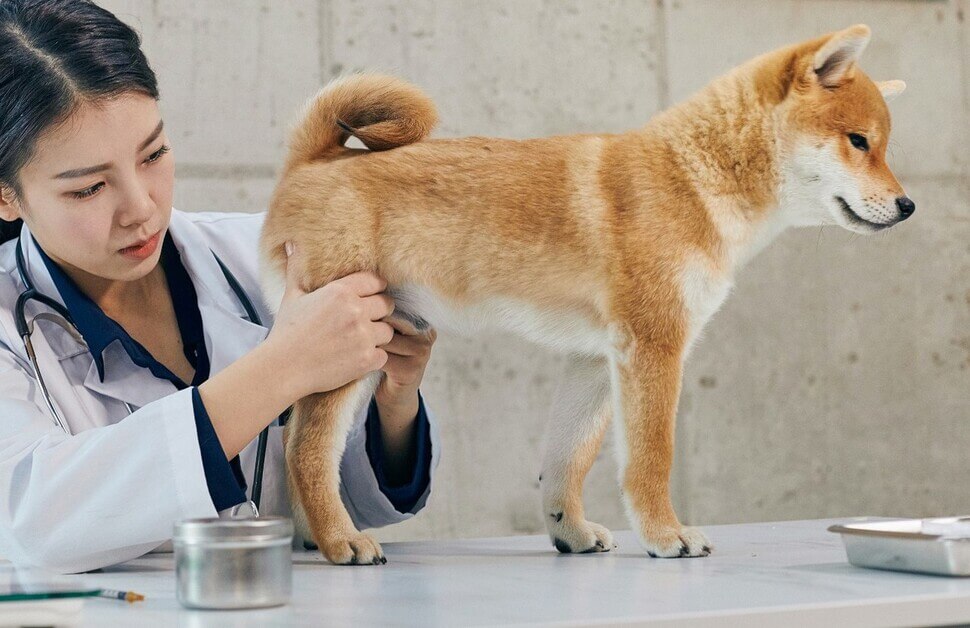 강아지 슬개골 탈구 증상&amp;#44; 수술비용&amp;#44; 예방