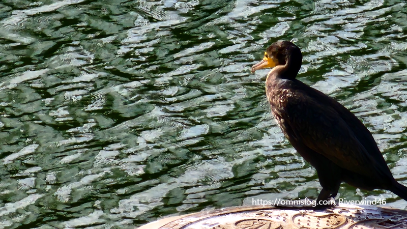 민물가마우지 Freshwater cormorant