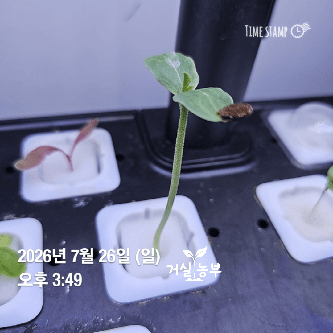 LED 아래 수경재배기에서 떡잎과 첫 본잎이 자란 수박 모종