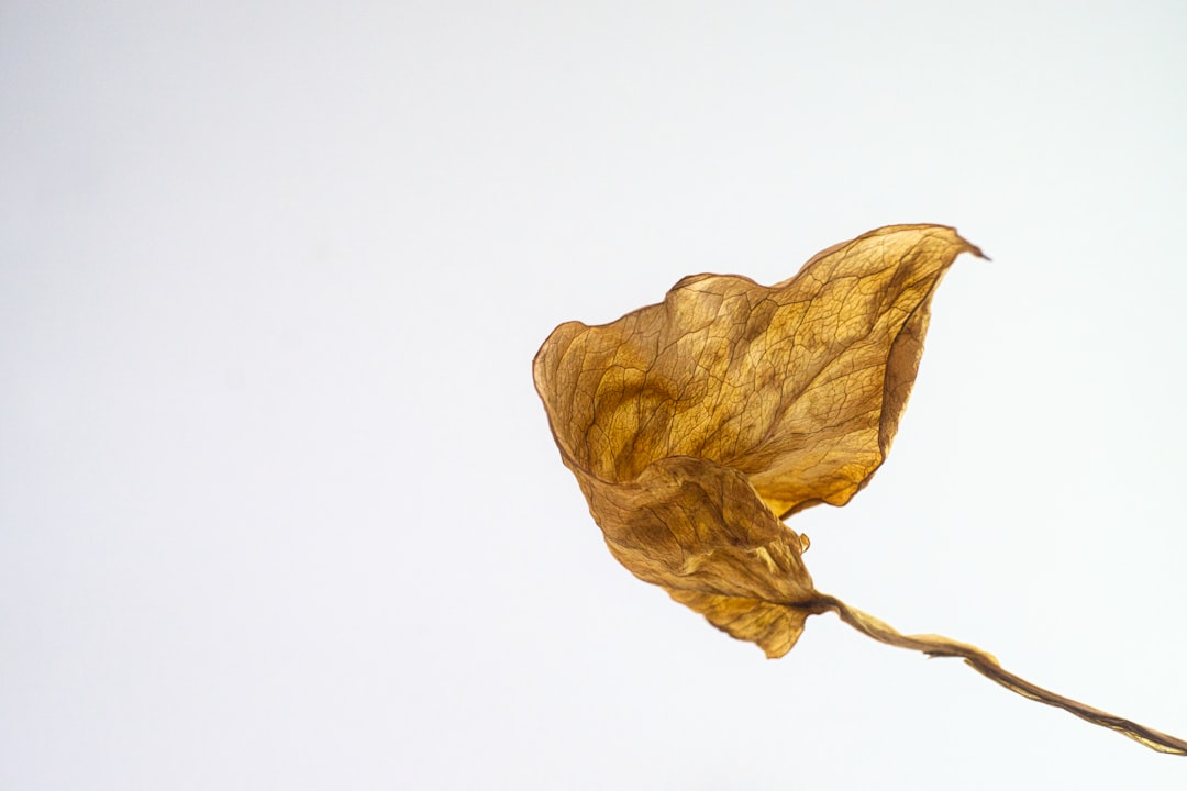 Aging.