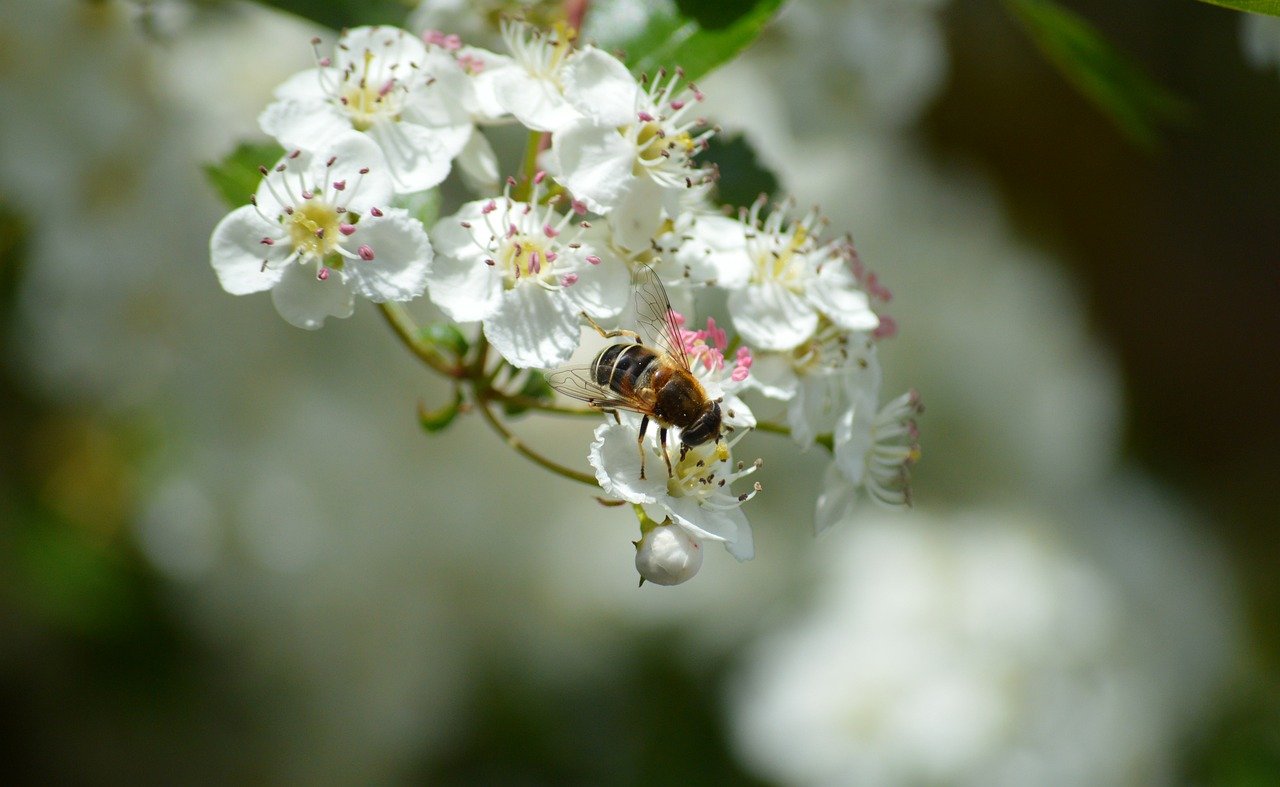 산사나무꽃 : 신성한 노동
