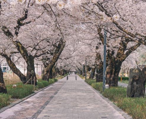 울산 벚꽃