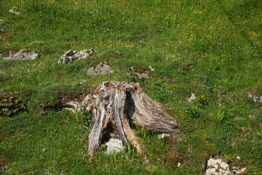 Lower abdomen.