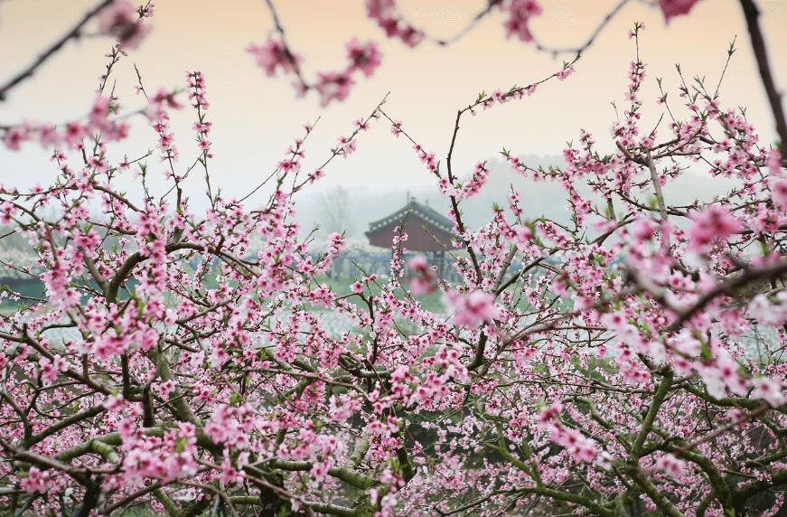 제주도 1박2일 봄 여행 - 도민 추천 숨은 명소 총정리