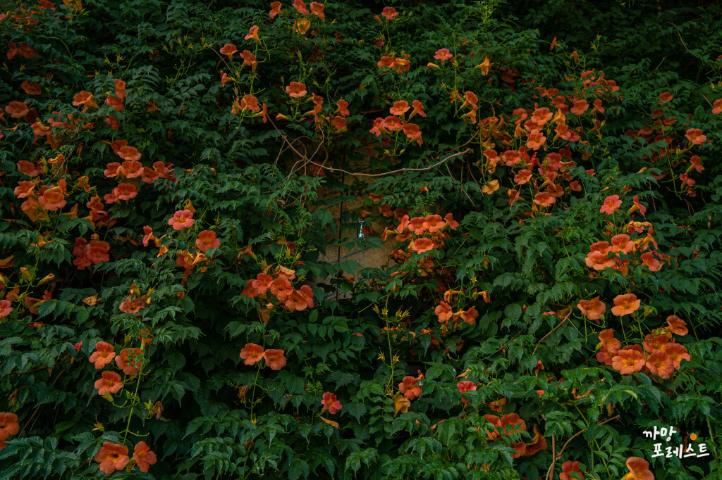 뚝섬 능소화 군락지