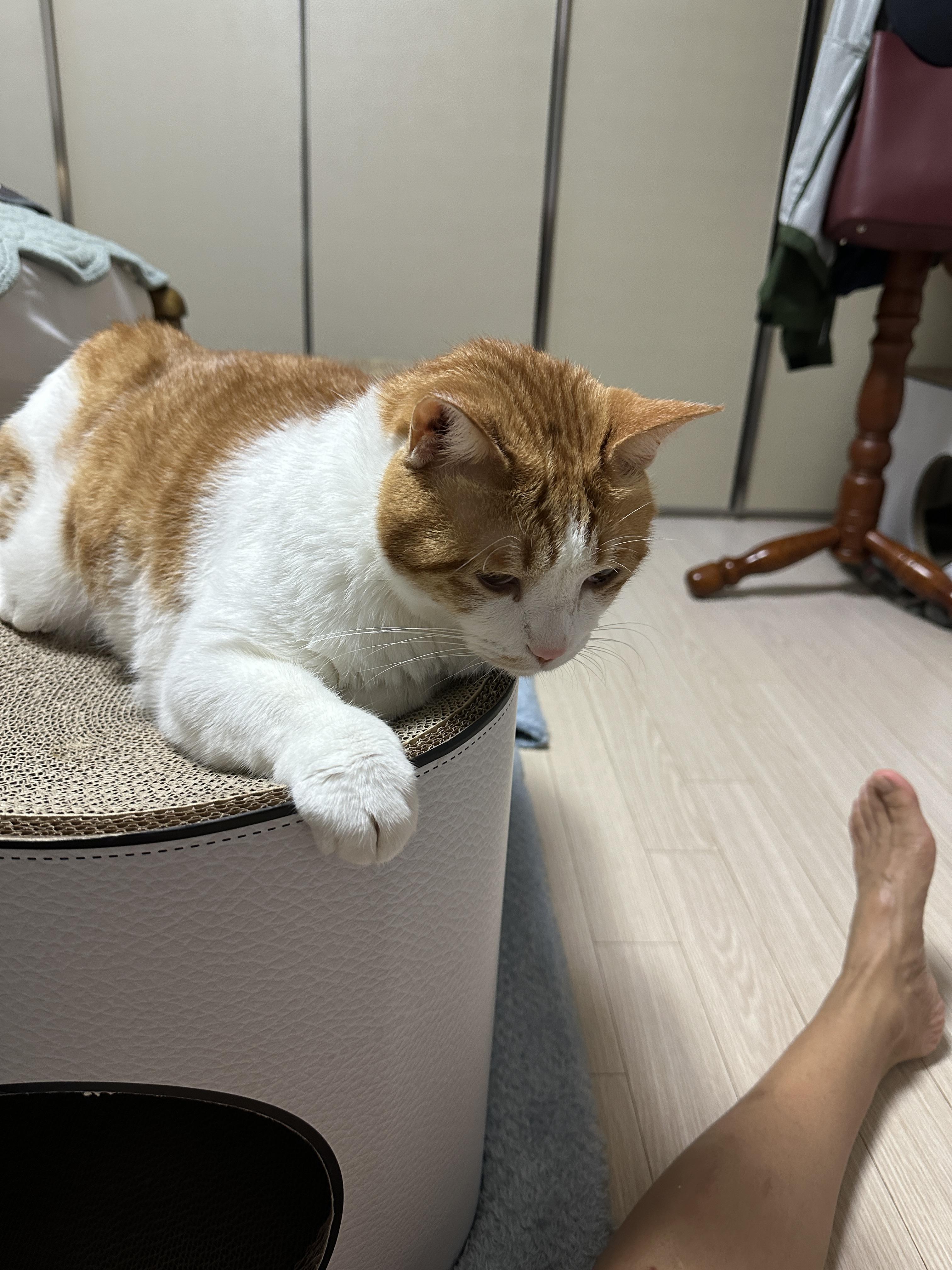 만들고_있는_항아리바구니_쳐다보고_있는_치즈냥이_막둥이