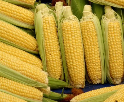 주말농장 인기작물 3위 옥수수