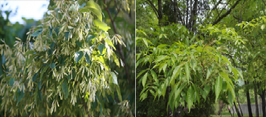 물푸레나무 사진