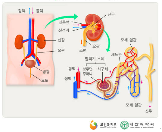 신장 그림