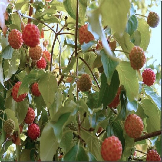 산딸나무 효능 및 산딸나무 열매 먹는 법과 주의점