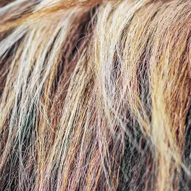 셀프 새치염색 헤어라인&amp;#44; 구렛나룻