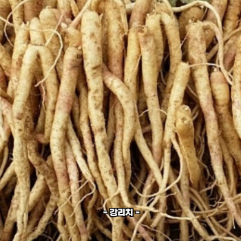 도라지배즙 효능