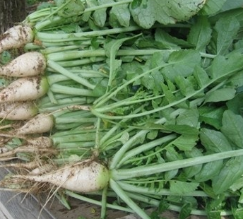 열무 효능 부작용 고르는법 칼로리