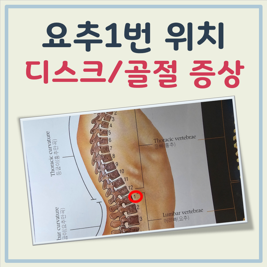 요추1번 위치 대표 이미지