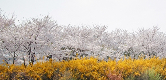 서울 벚꽃 명소 추천 베스트10 여의도 윤중로 석촌호수 서울숲 경희대학교 캠퍼스 남산공원 & 남산도서관 앞 창경궁 양재천 북서울 꿈의숲 안양천 벚꽃길 한성대입구 낙산공원