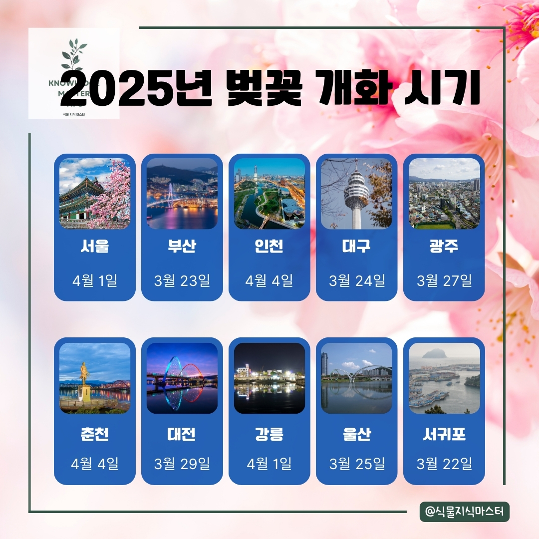 2025년 벚꽃 개화 시기