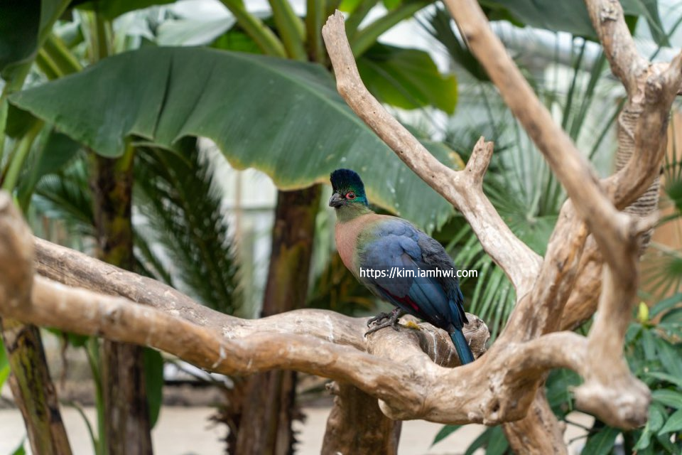 제주도 화조원 티켓예매&amp;#44; 가격