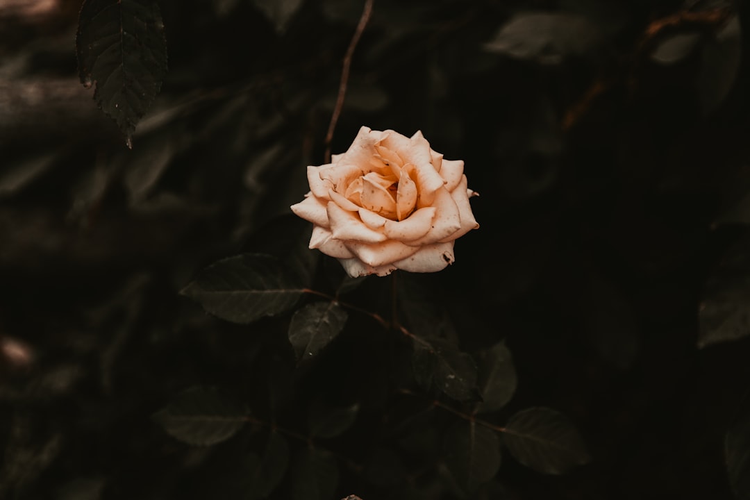 Cliché