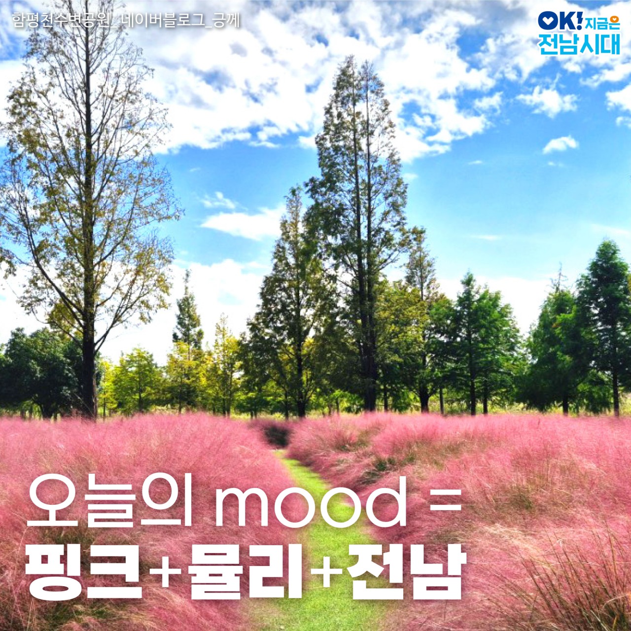 전남 핑크뮬리 명소 5선|광주근교 포토존 & 가족여행지 총정리