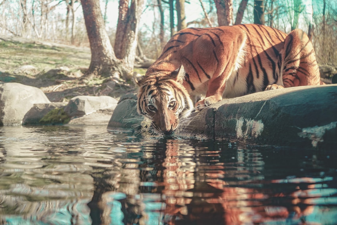 Tiger.