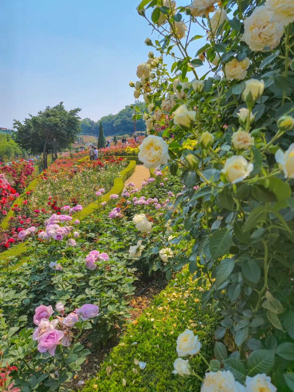백만송이 장미축제