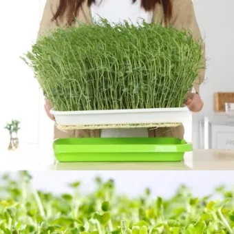 밀싹 재배 씨 뿌리기 발아 촉진 주기적 수확_5