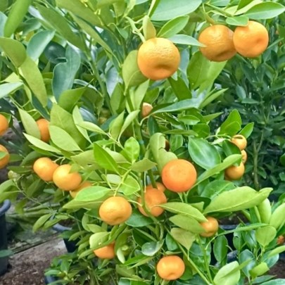 유주나무 키우기 금귤나무 키우기 쉬운 나무