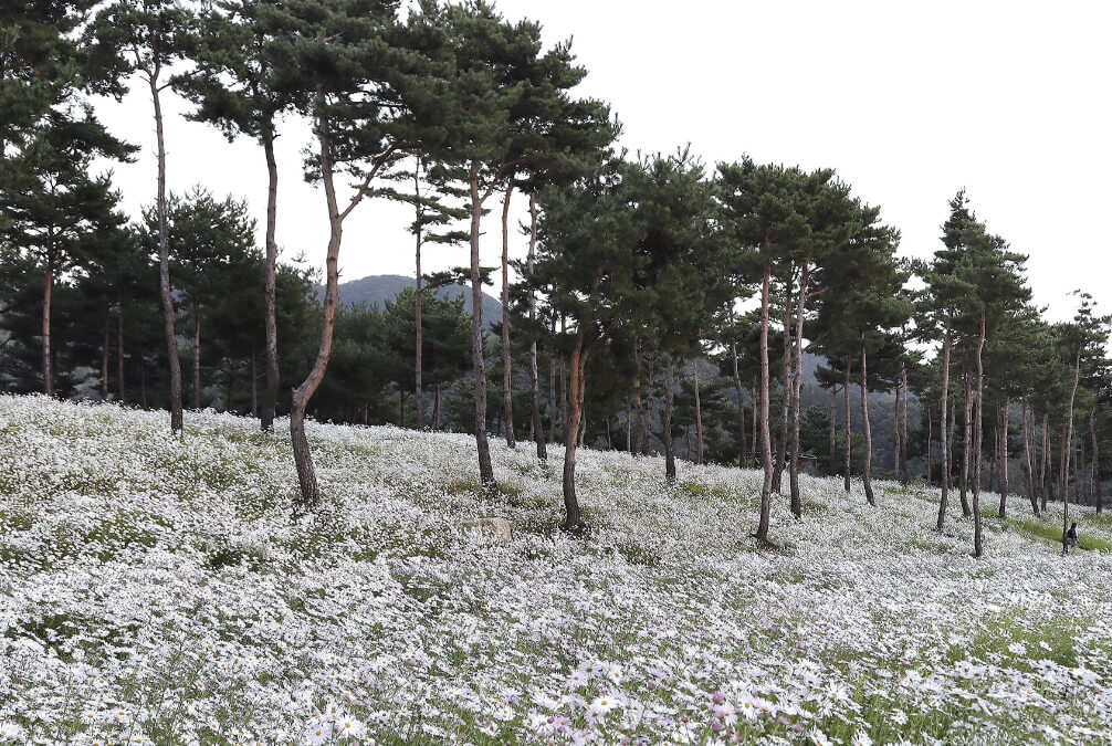 Colorful Garden 자라섬 꽃 페스타